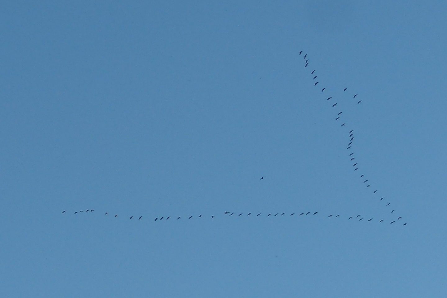Cri De La Grue Mots Fleches Et au-dessus, le vol des grues – Résonances